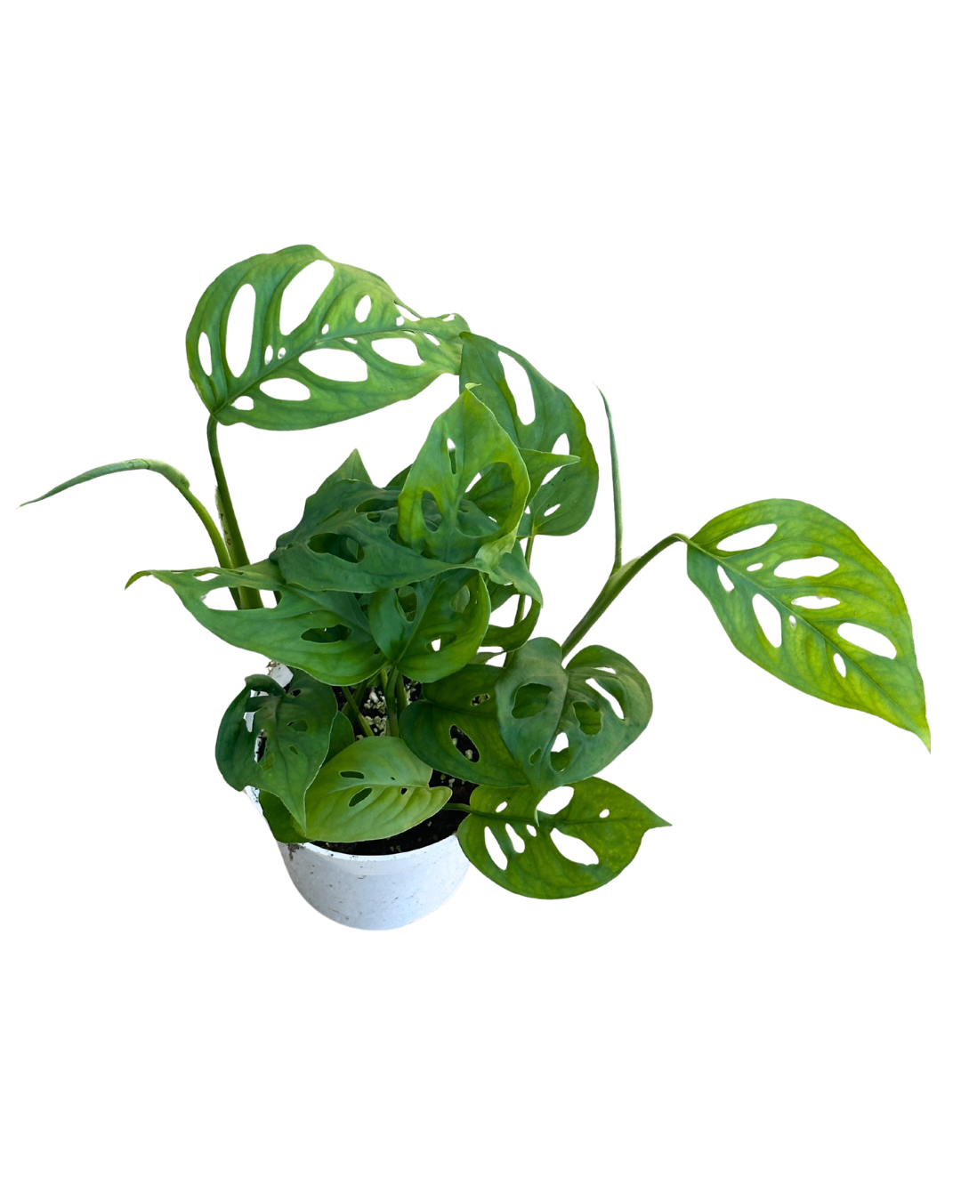 Flow State - Vente Plante - Plante à fromage suisse de 4" (Monstera adansonii) – Plante d'intérieur vivante6