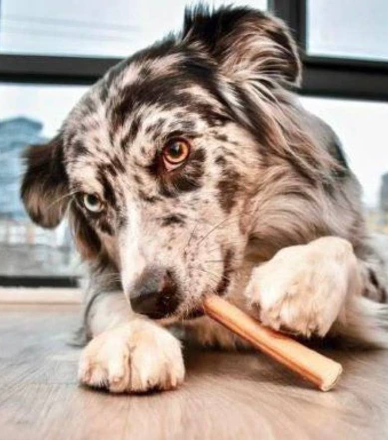 Live Pawsitive - Wholesale Pet Treats - Dog - 6 Inch Jumbo Bully Sticks 3 Pack6