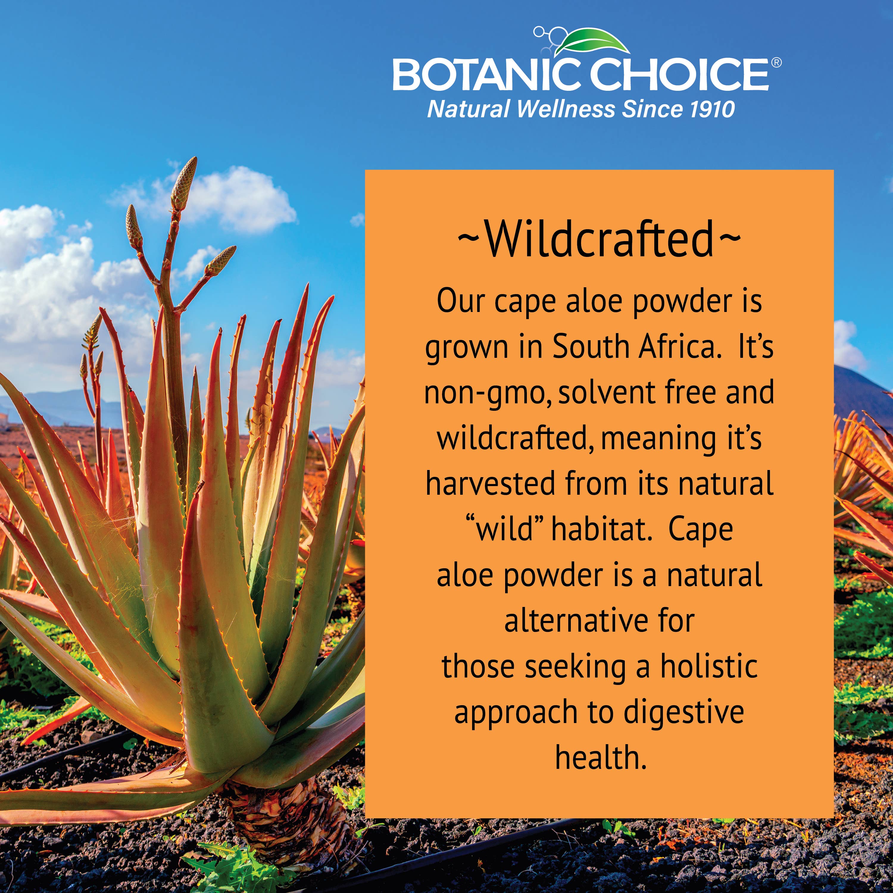 Botanic Choice - Wholesale Oral Supplement/Vitamin - Botanic Choice Aloe Vera 500 Mg - 90 Capsules8