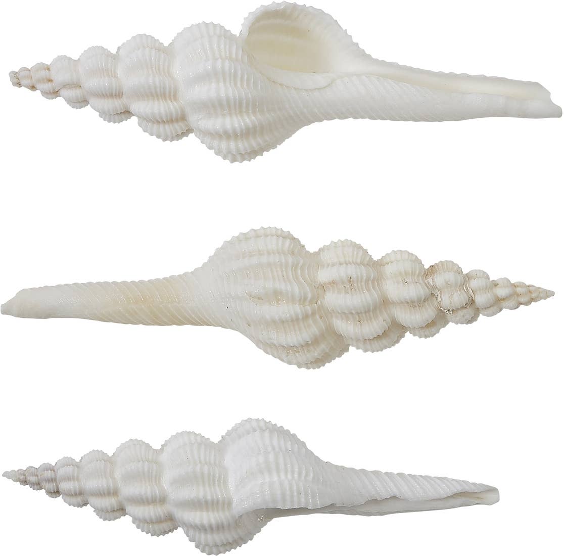 HS Seashells - Wholesale Decorative Tabletop Object - Knobby Spindle 5-6"0