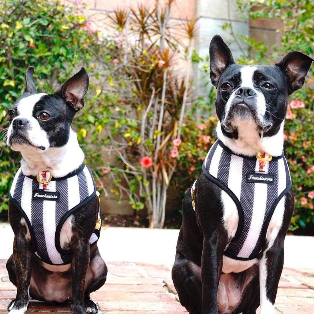 Frenchiestore - Wholesale Pet Harness - Dog - Dog Pet Reversible Health Harness | Game2