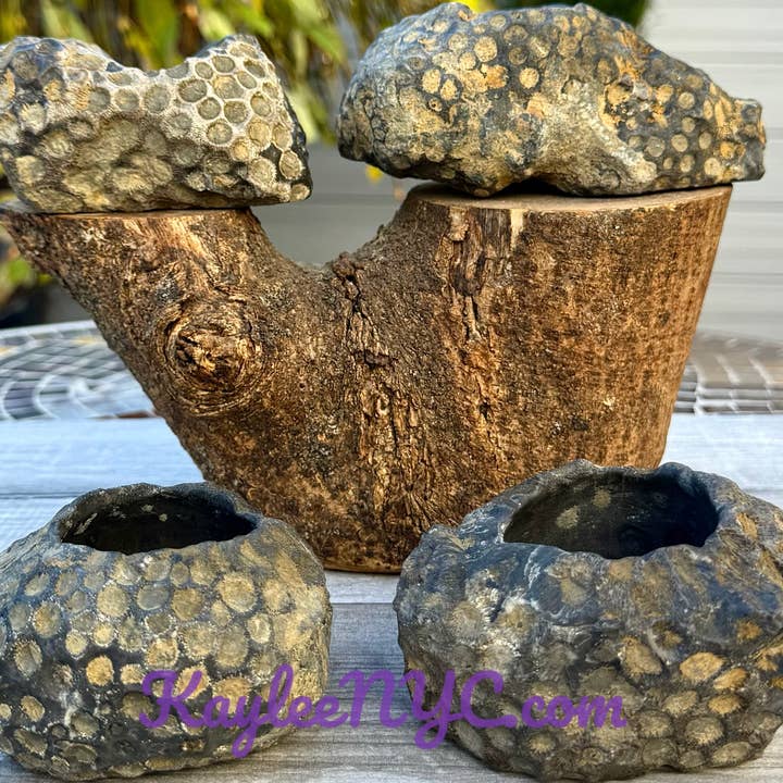 Natural Fossil Coral Bowls Crystal and other Purchase Wholesale gambas. Free Returns & Net 60 Terms on Faire trending on Faire.
