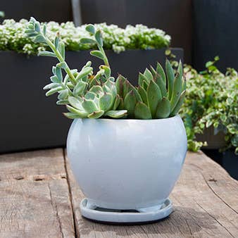 Gerbera Indoor Planter With Attached Saucer, White Rose for wholesale by Pacific Home & Garden