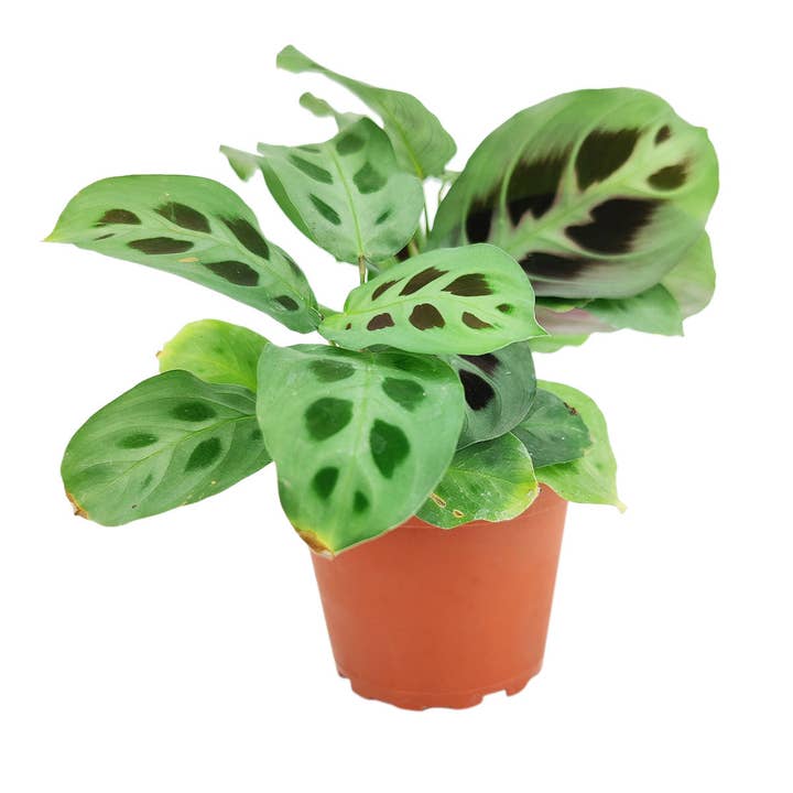 Maranta Green Prayer Plant - Live Houseplant in 4"/6" Pot and other Purchase Wholesale maranta. Free Returns & Net 60 Terms on Faire trending on Faire.
