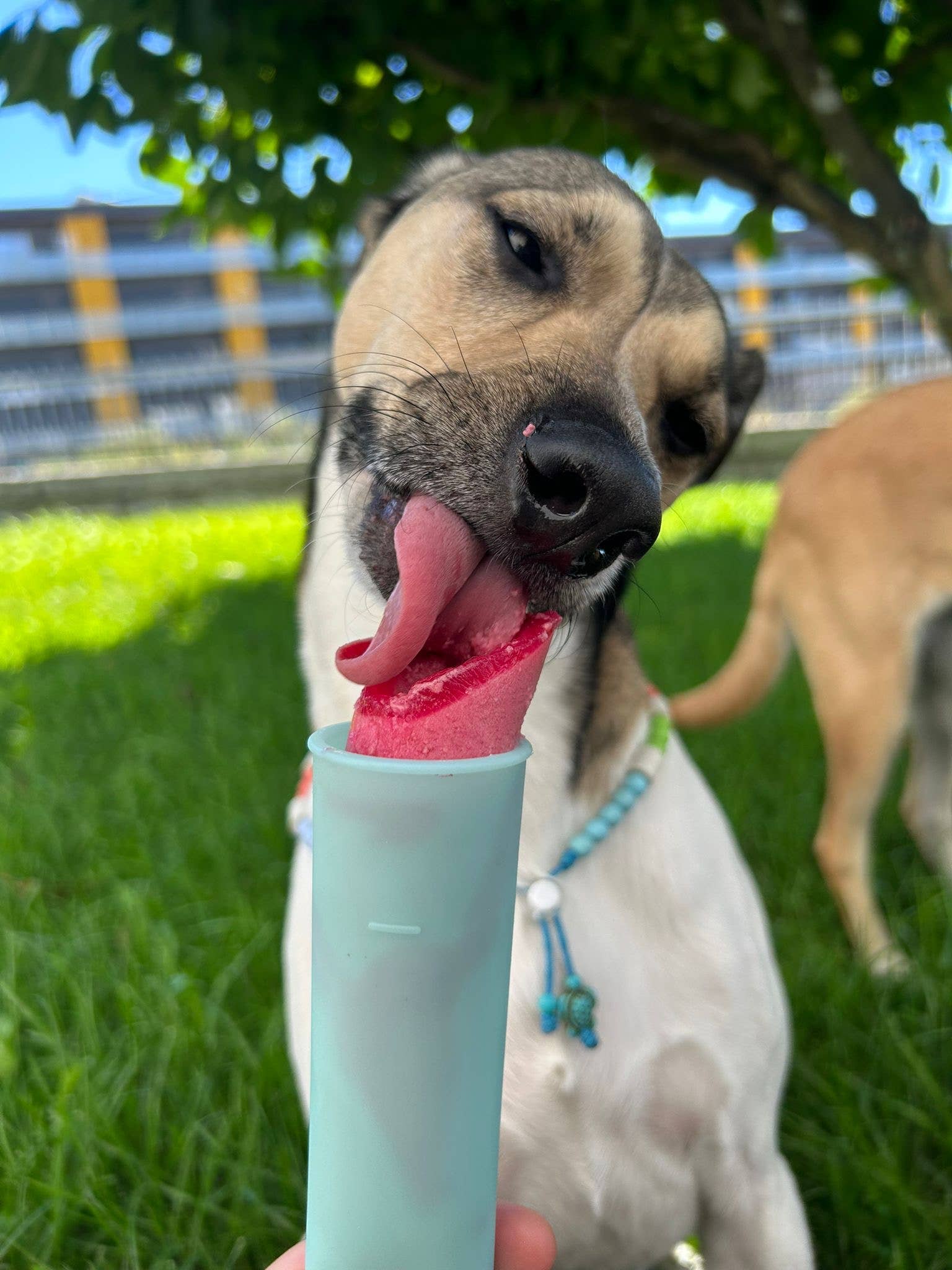 Belpharmed bv: Cooka's Cookies & Sensidog - Venta al por mayor Chuches - Perros - Mezcla de helado con pollo real y fresa para mascotas4