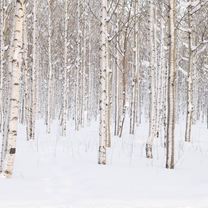 Milkhouse Candle Company - Wholesale Jar/Filled Candle - 16 oz Butter Jar Candle: Silver Birch4