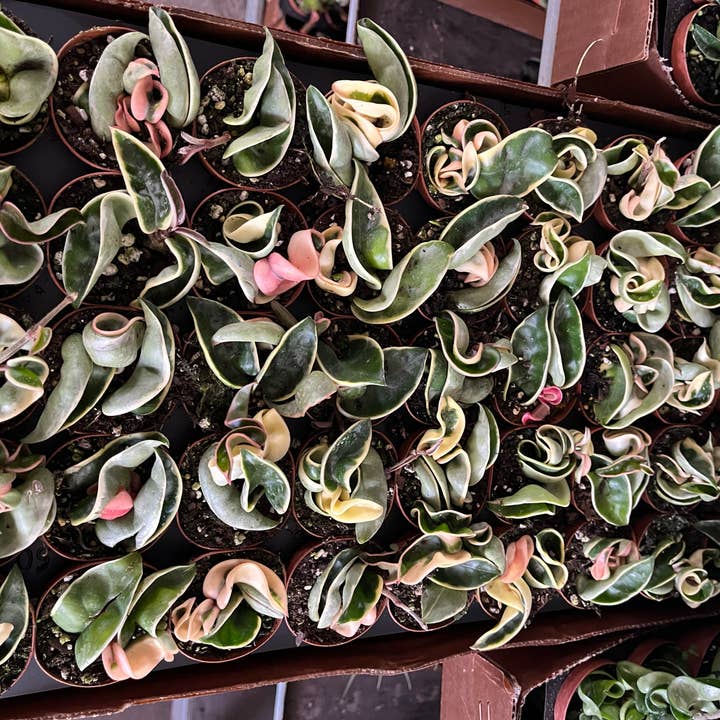 2” Variegated and Green Hoya Hindu Rope Plant Combo for wholesale by Succulents & Such, Inc.