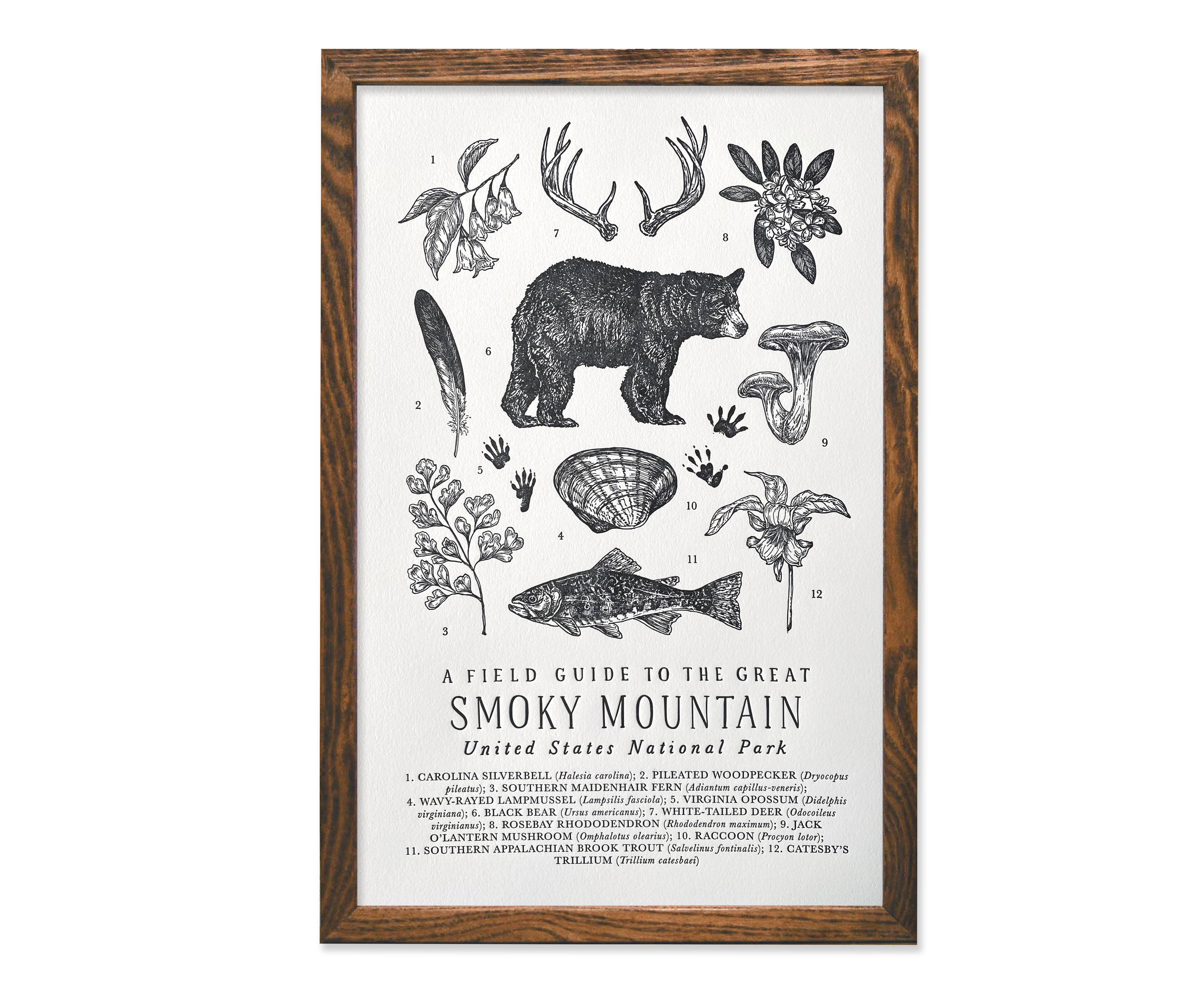 The Wild Wander - Wholesale Art Print - Great Smoky Mountains National Park Field Guide