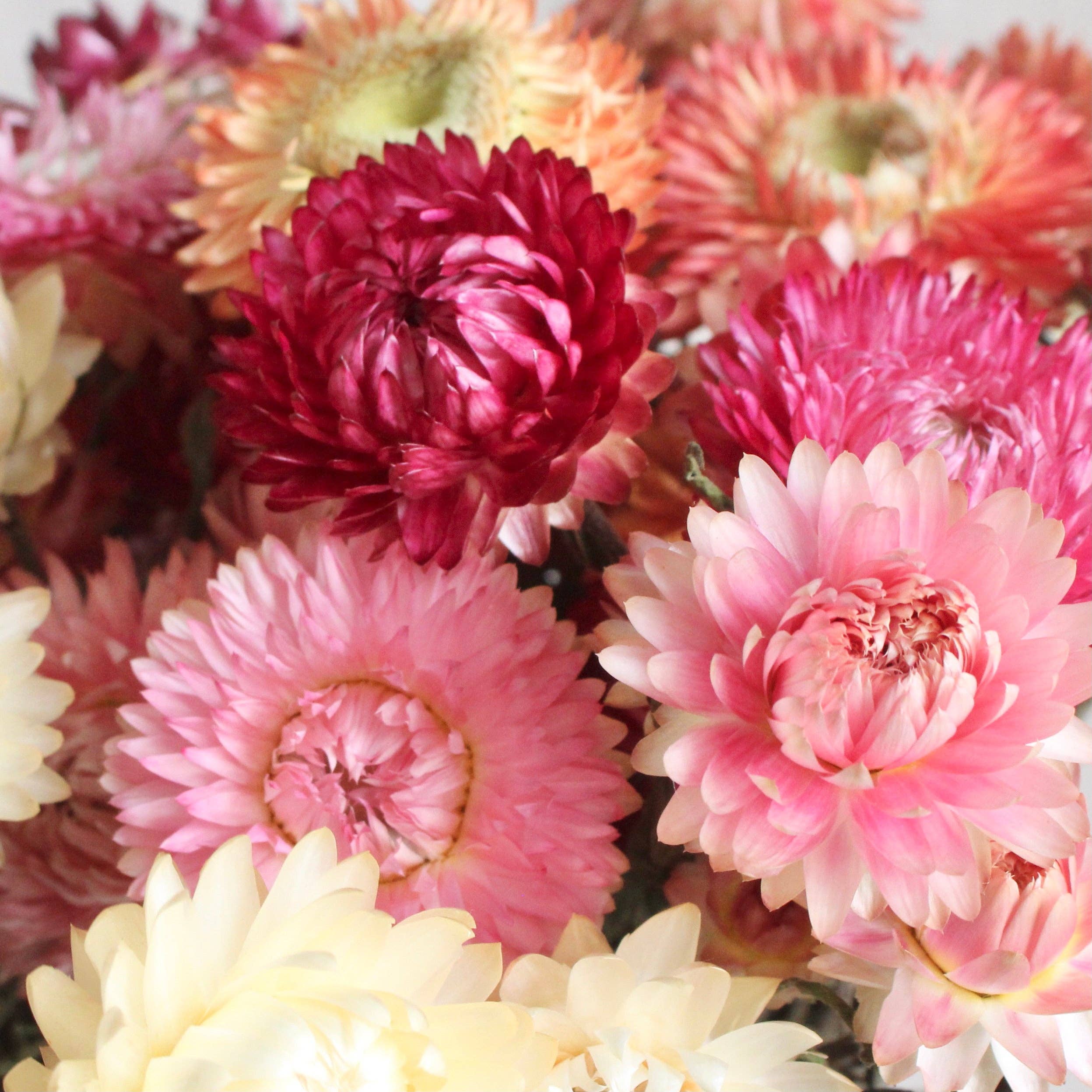 Roxanne's Dried Flowers - Wholesale Dried/Pressed Flowers - Strawflower - Dried7