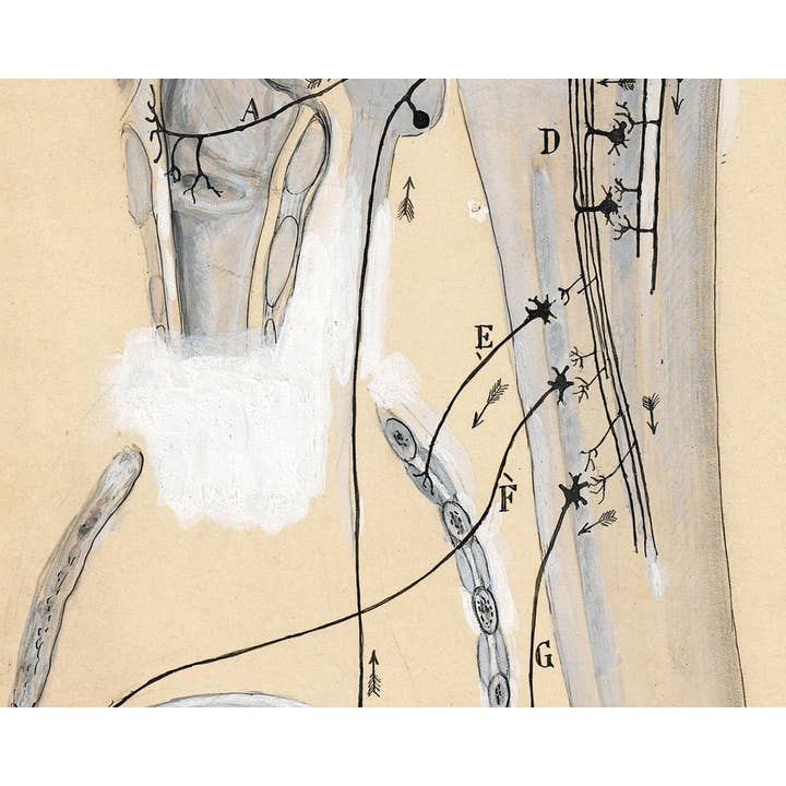 Rock Paper Scissors Wall Art – Engroshandel Kunsttryk – Vintage anatomi tegning | Santiago Ramón y Cajal | Antik anatomisk illustration | Neurovidenskab og biologi kunst | Spansk kunstner3