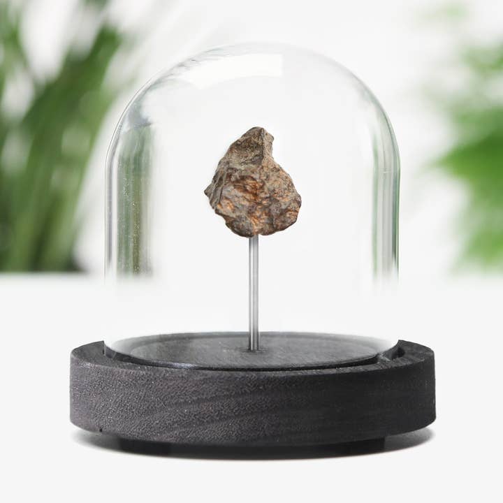Chondrite Meteorite Real Authentic Meteor Bell Jar for wholesale by Curated Studio