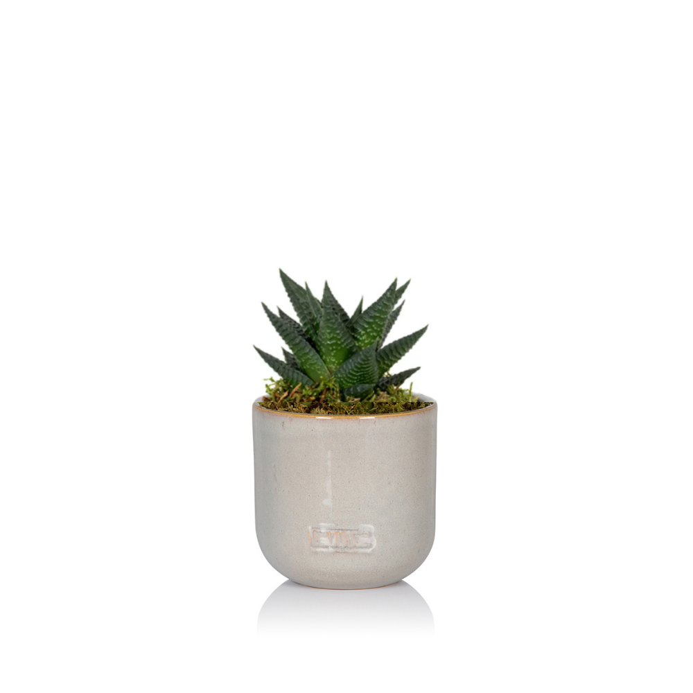 The Little Botanical - Wholesale Live Plant - Haworthia in Ceramic Pot for Indoor Décor9