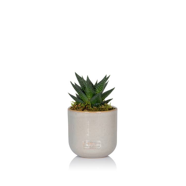 The Little Botanical - Wholesale Live Plant - Haworthia in Ceramic Pot for Indoor Décor9