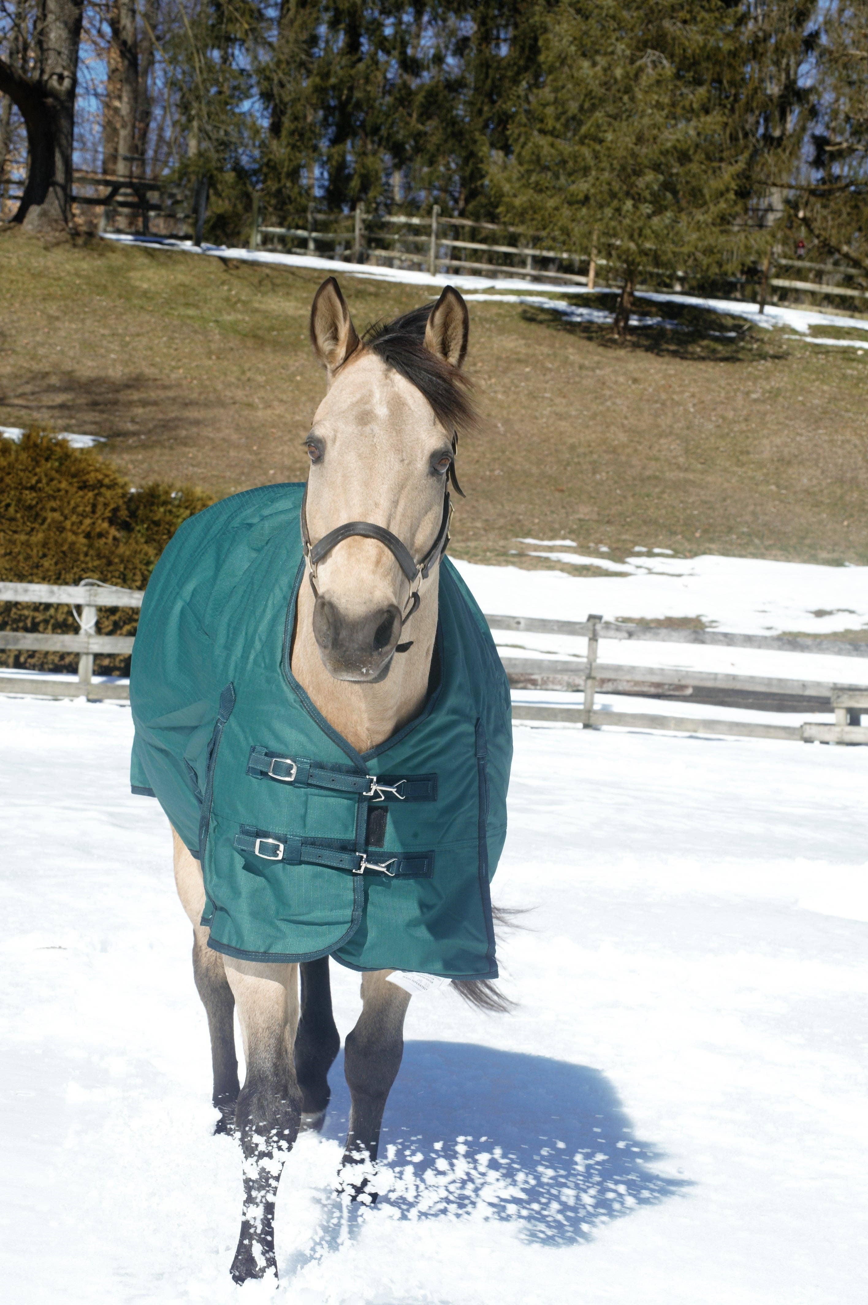 Grewal Equestrian – Equipamento de equitação por atacado – Cobertor Pesado para Cavalo 1680D Ripstop Poliéster - 300g - 198 cm3