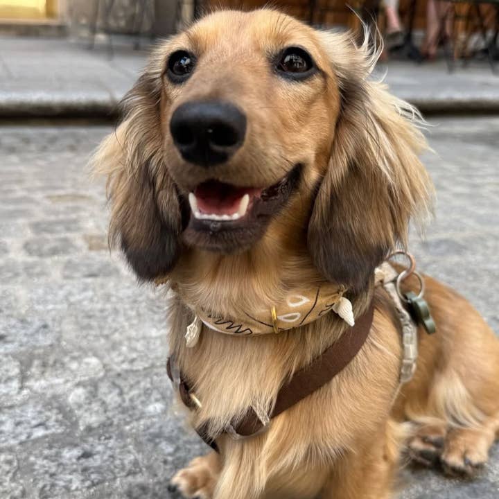 Aura - Wholesale Pet Bandana - Dog - Beige Dune Tie-On Bandana-Collar for Dogs and Cats7