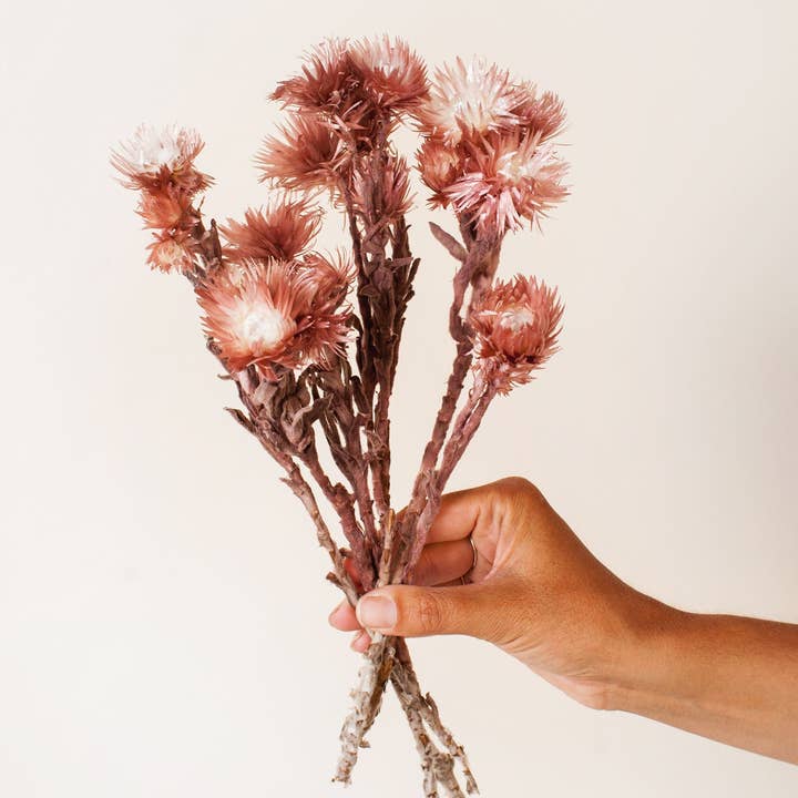 Idlewild Floral Co. - Wholesale Dried/Pressed Flowers - Preserved Mauve Silver Daisy