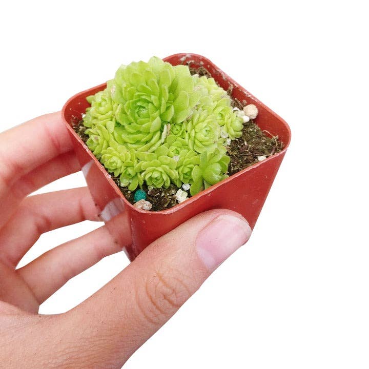 Best Plant Friend - Wholesale Succulent - Rosularia Platyphylla Succulent 2"/ 4" Pot, Mini Rosettes3