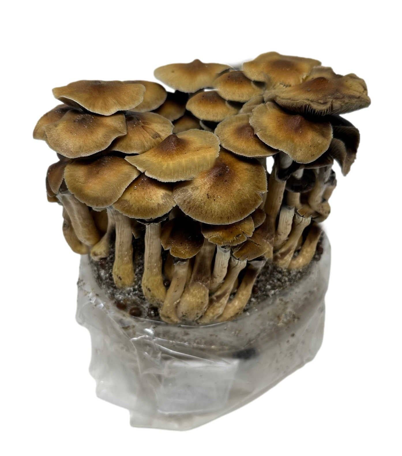 Midwest Grow Kits – wholesale Plant seeds – All-in-One Mushroom Grow Bag (4 lbs) for Manure Loving Mushrooms3