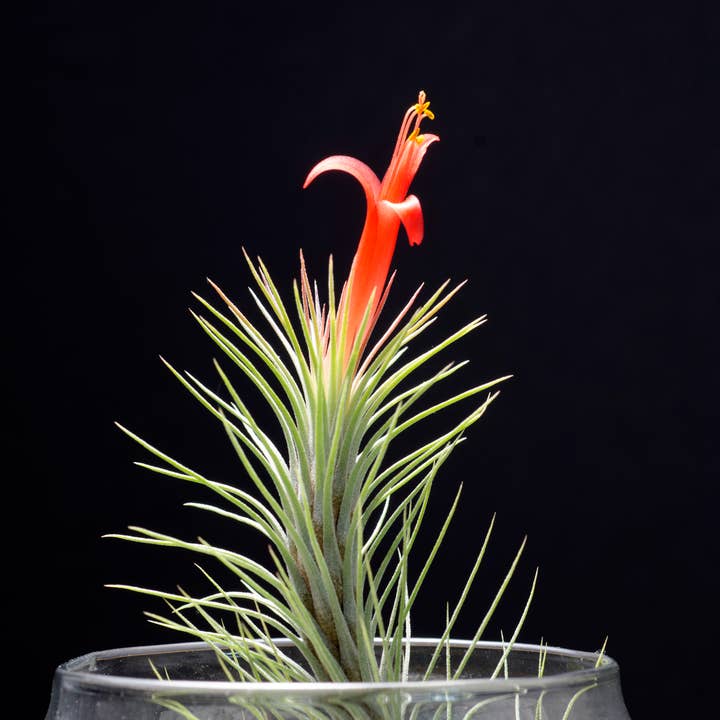 The Artizan Way - Wholesale Live Plant - Tillandsia Funckiana No. 3 | Live Air Plants1