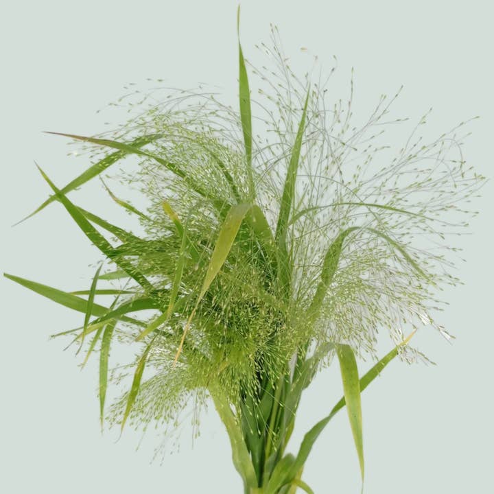 Green Panicum Fountain Grass for wholesale on Faire
