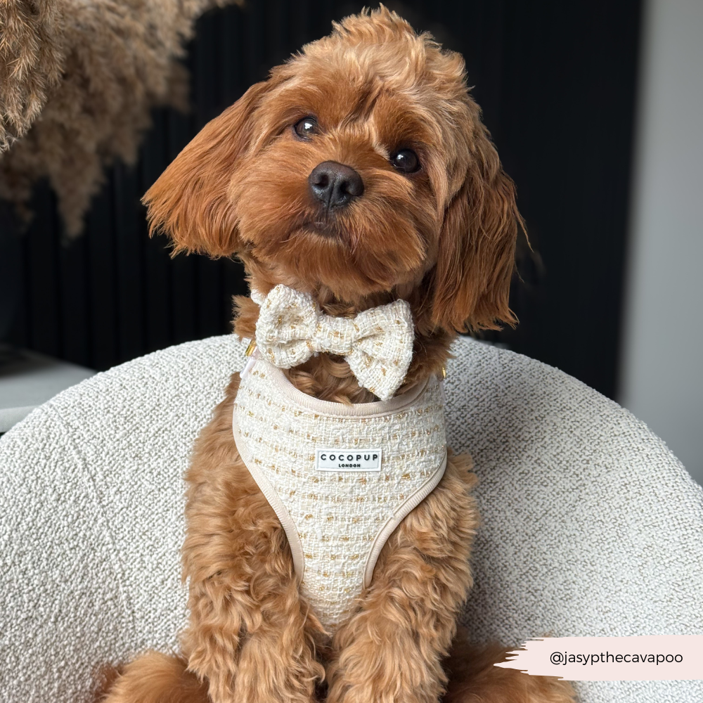 Cocopup London - Wholesale Tuig voor huisdieren - Hond - Vanillekleurig Getextureerd Tweed Verstelbaar NekHARNAS10