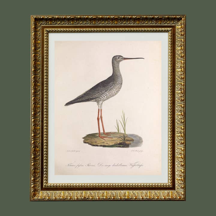 Sea to Skye - Wholesale Art Print - 19th Century Sandpiper Bird Antique Art Print