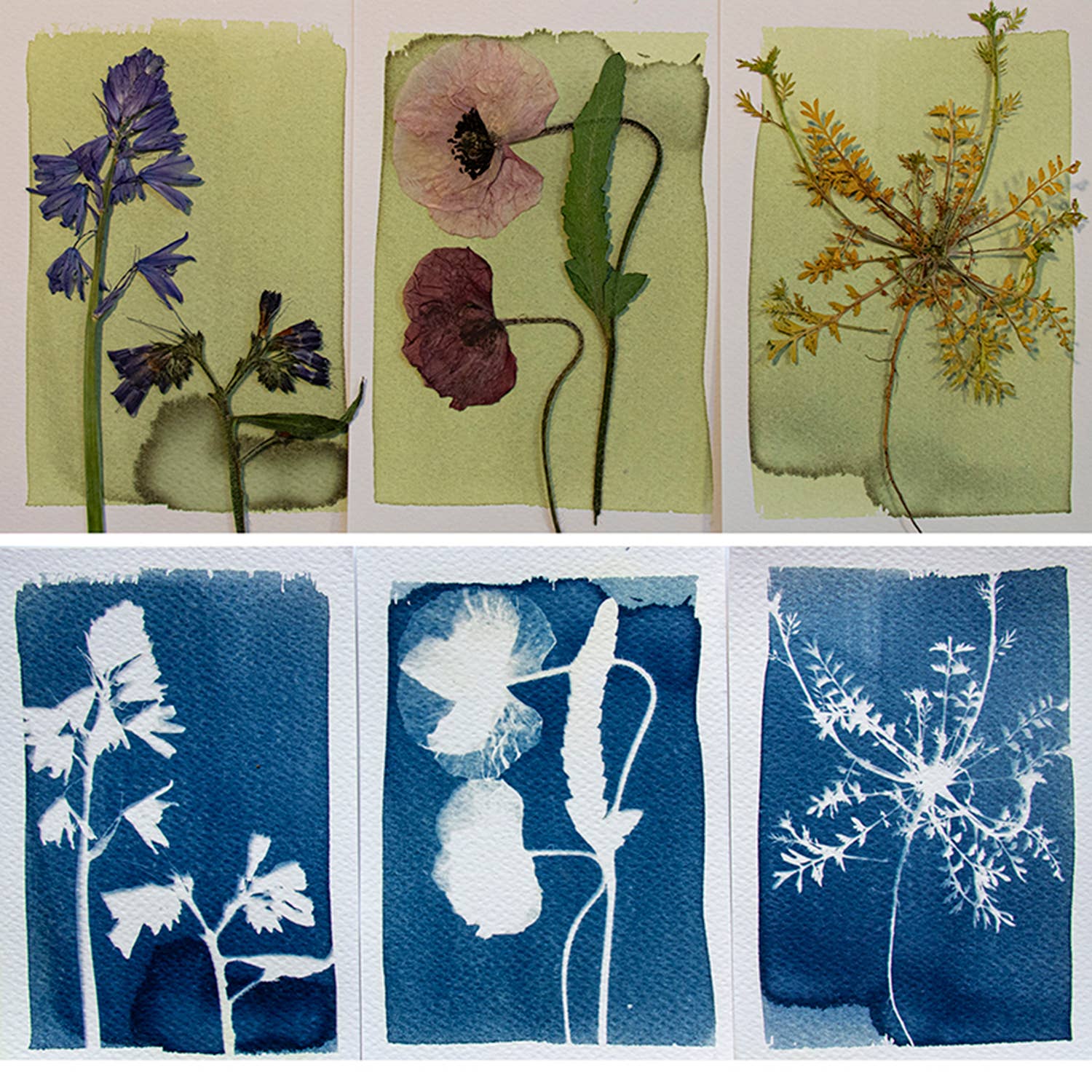 Botanopia - gifts , decor and cards for plant lovers - Vendita all'ingrosso Kit per lavoretti fai da te - Kit Cyanotype - Kit fai-da-te per creare le tue stampe blu4