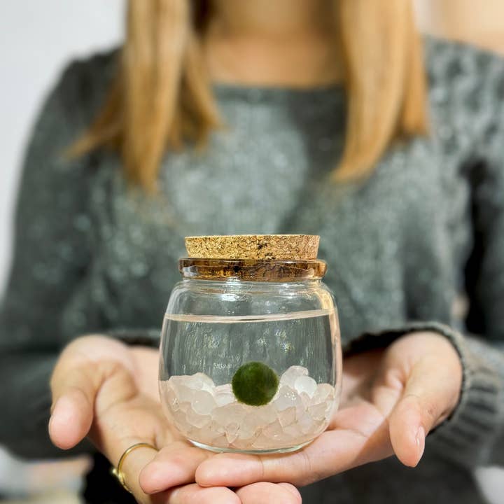 Moss Amigos | Moss Ball Terrariums - Wholesale Live Plant - Medium Marimo Moss Ball with Rose Quartz Gemstones