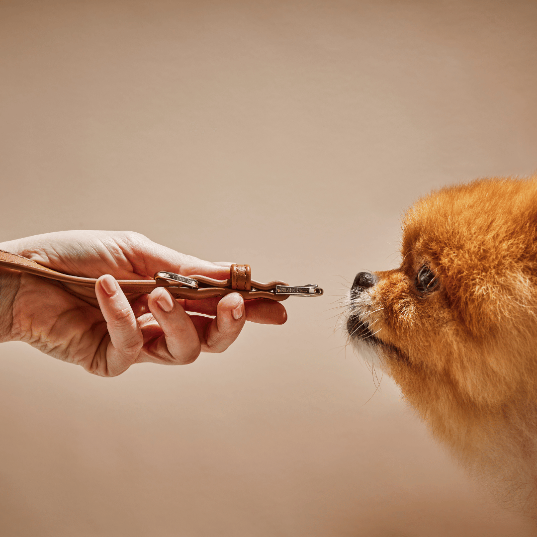 ST ARGO – Engroshandel Halsbånd - Hund – COLLAR - Brun hundehalsbånd1