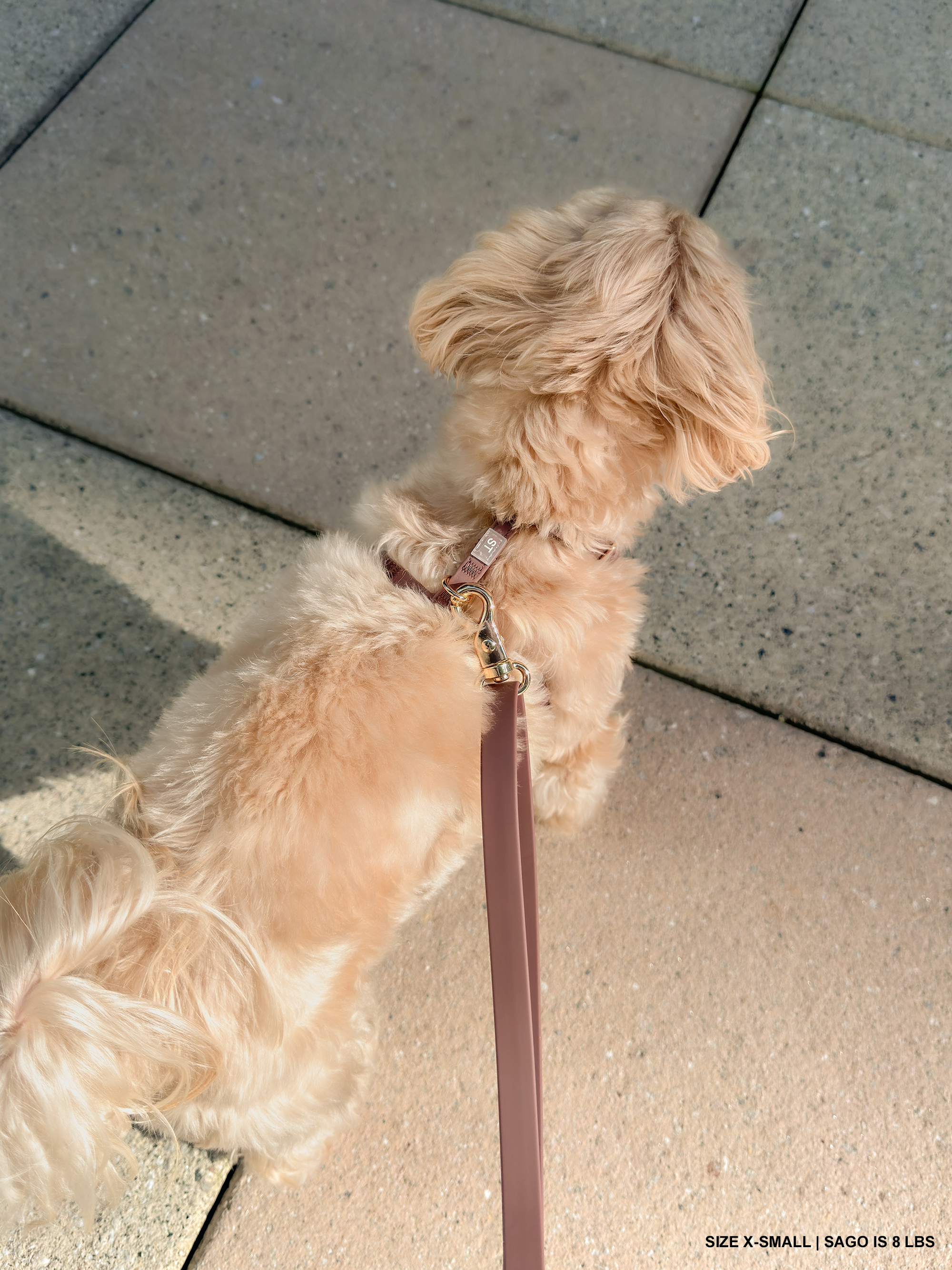 SUNNY TAILS - Vente Harnais – chien - Harnais pour chien Espresso Brown Cloud Lite12