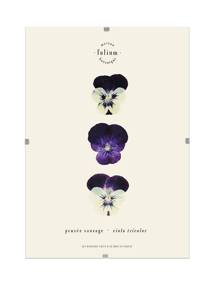 #09 · Pensiero selvaggio per la vendita all'ingrosso da parte di Folium - Maison Botanique