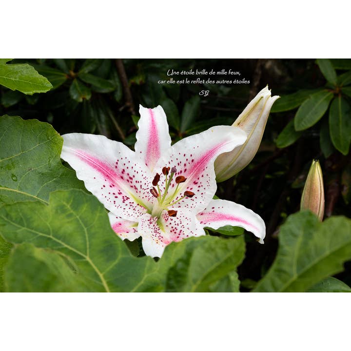 renacimiento para venta al por mayor de L'Ecriture D'Un Regard