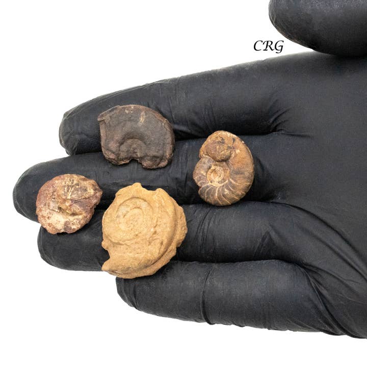 Crystal River Gems LLC - Venta al por mayor Piedras/cristales espirituales - 1 LIBRA LOTE - Fósiles de amonita en rugos/1 pulgada de promedio1