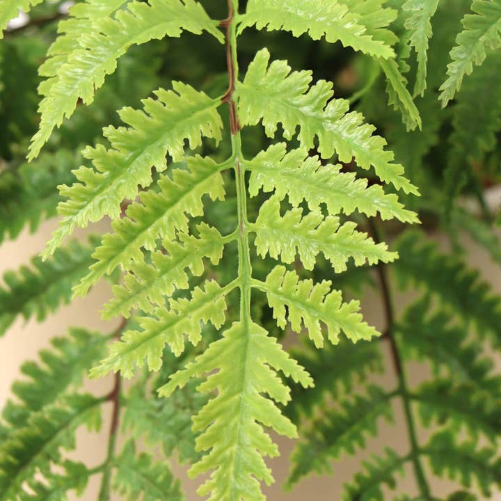 Larksilk – wholesale Artificial plant – 2PC All Weather Boston Fern Plant With 7 Silk Fronds1