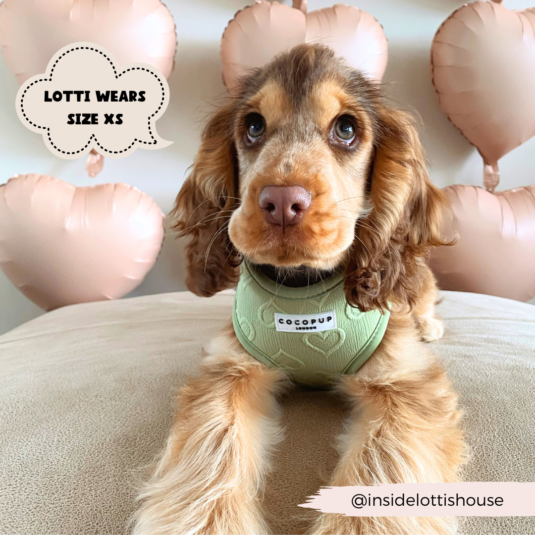 Cocopup London - Wholesale Pet Harness - Dog - Luxe Adjustable Neck Harness - Sage Heart4