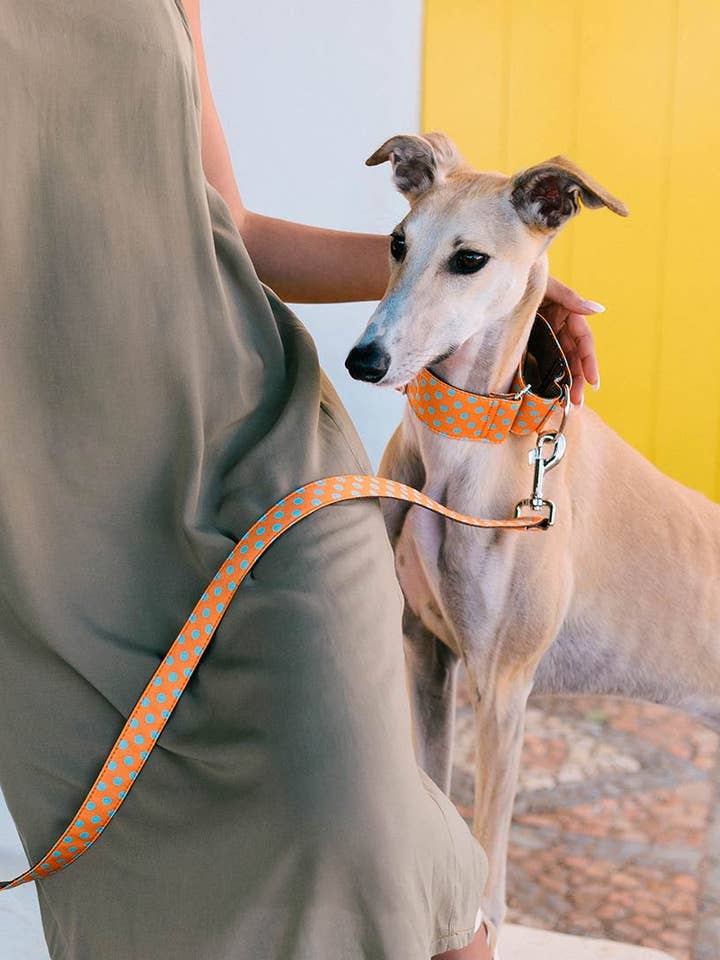 Dog collar Textura Pola for wholesale by Brottdog