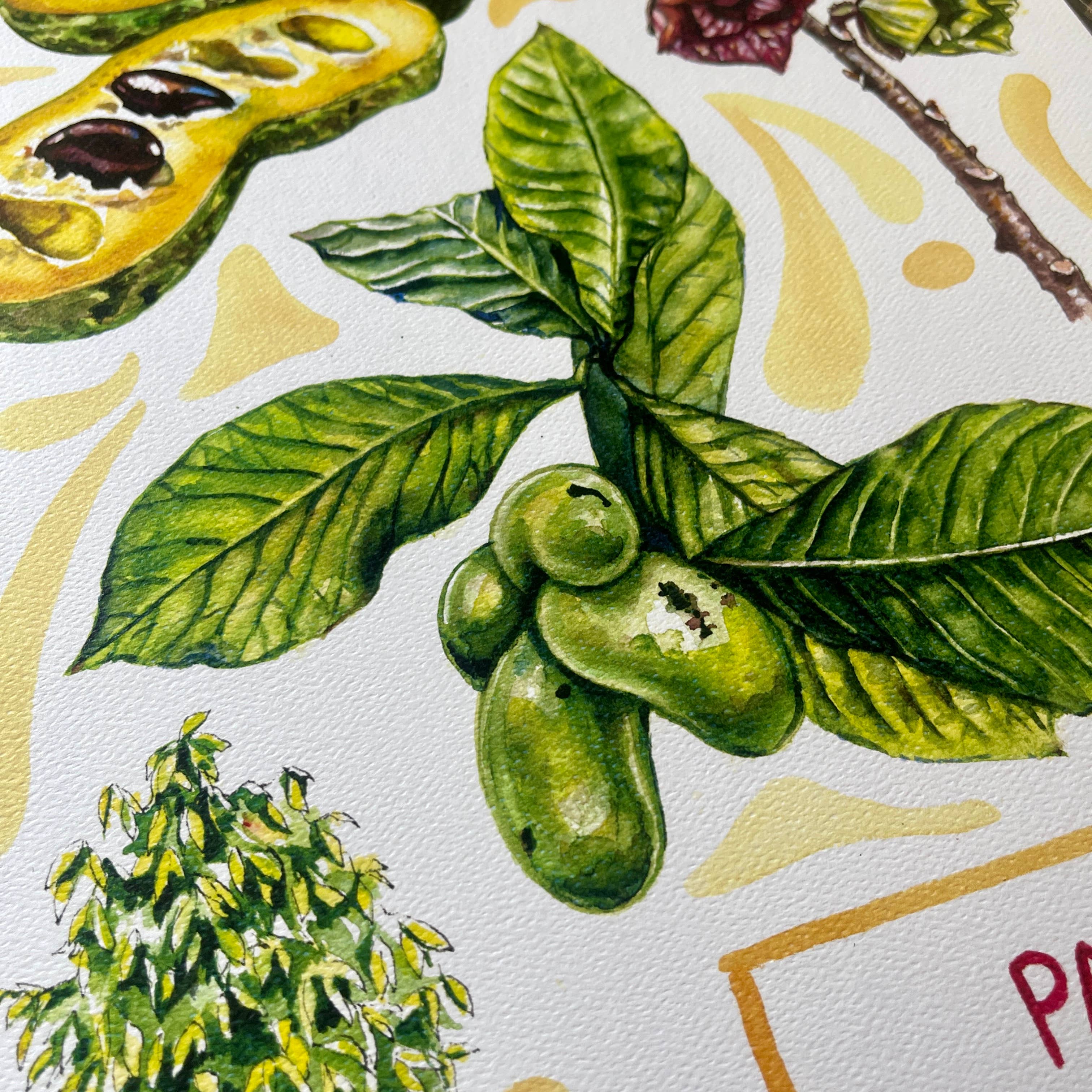 Rosalie Haizlett Illustration - Wholesale Art Print - Pawpaw - Watercolor Art Print3