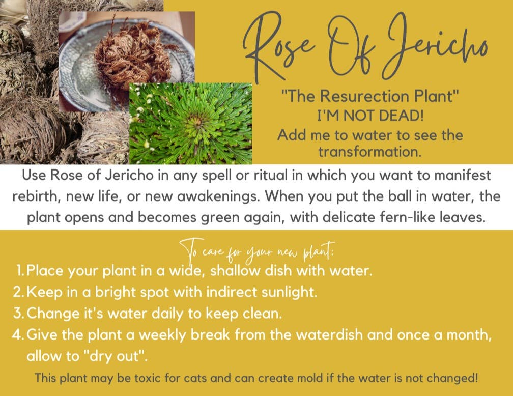 The House Of Gentry - Wholesale Live Plant - Rose Of Jericho 2