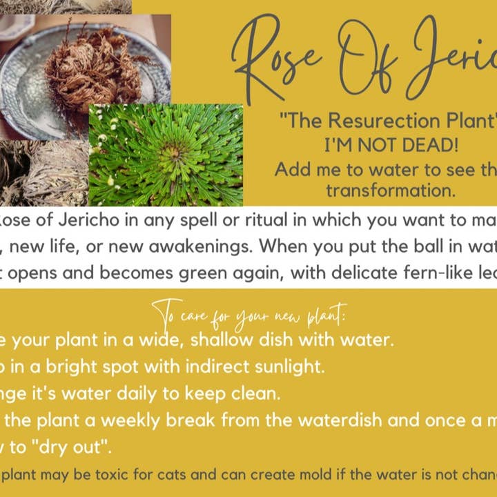 The House Of Gentry - Wholesale Live Plant - Rose Of Jericho 2