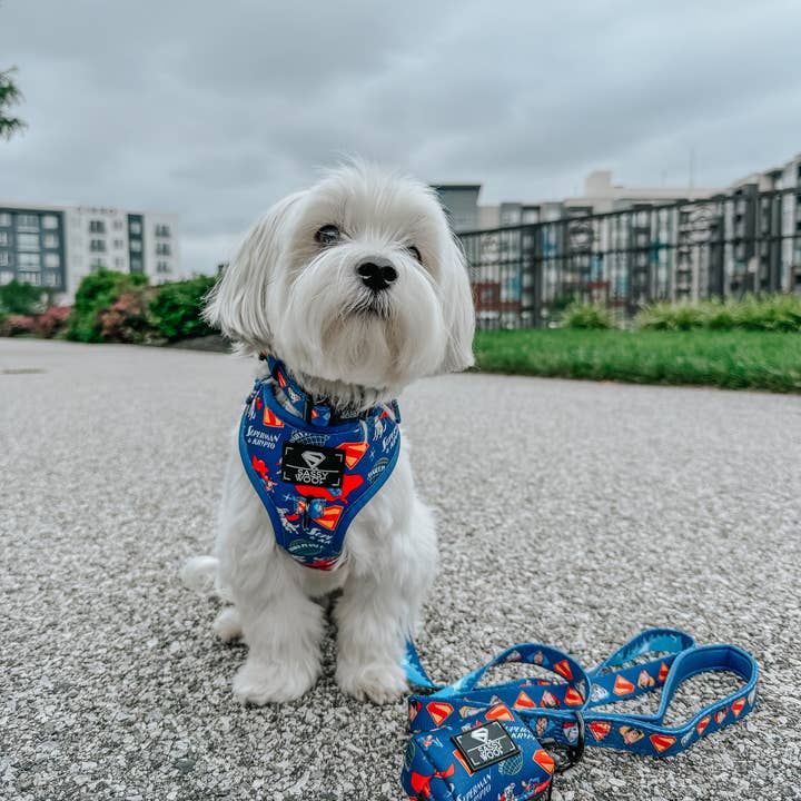 SASSY WOOF - Wholesale Pet Collar - Dog - Dog Collar - Superman™ & Krypto™4