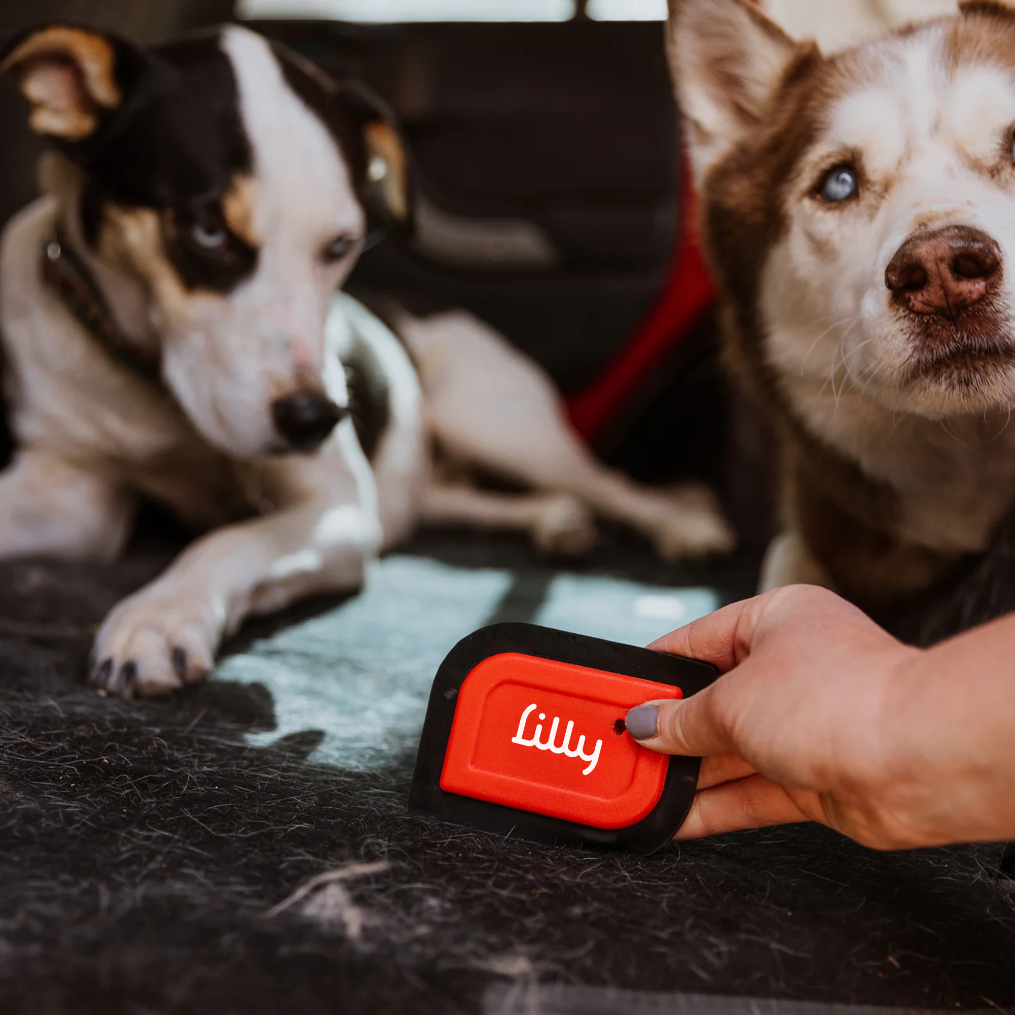 Lilly Brush - Wholesale Pet Grooming Tool - Dog - Mini Blade3