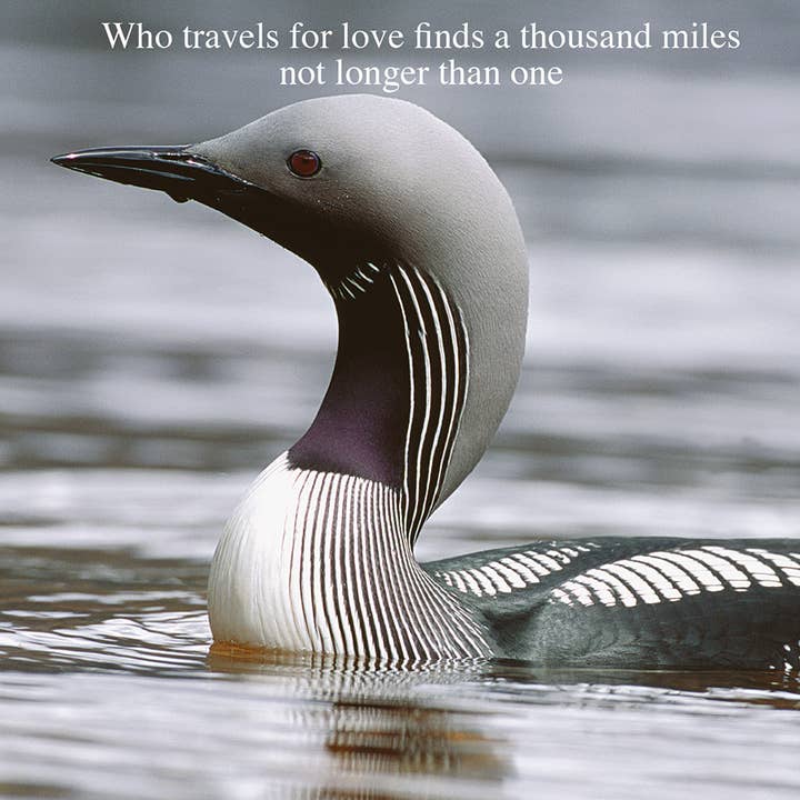 Biglietto di auguri Moments In Time Who Travels For Love per la vendita all'ingrosso da parte di Island Blue Publishing