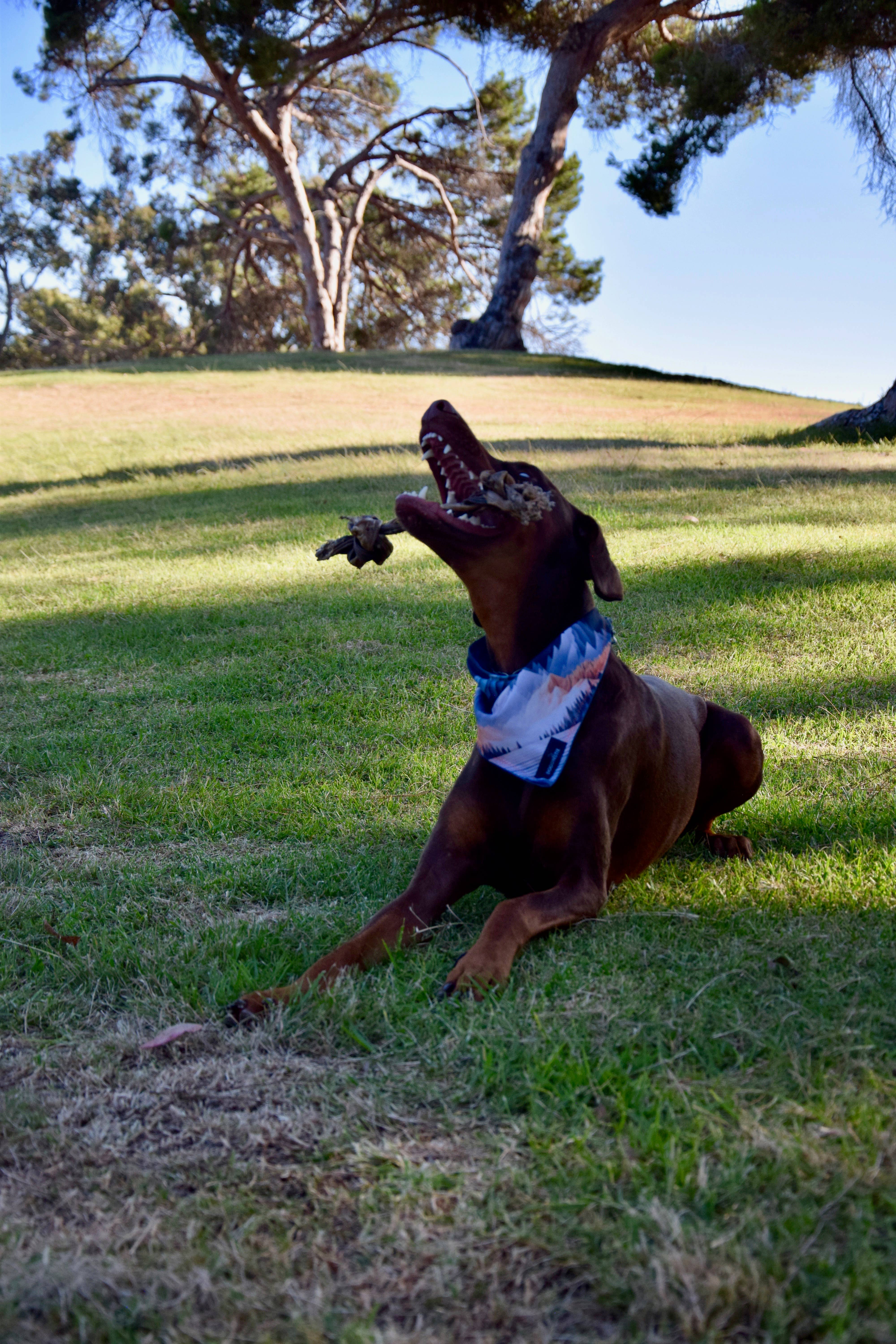 Dogginstix - Wholesale Pet Treats - Dog - Braided Sticks Lamb Collagen Double Knots6