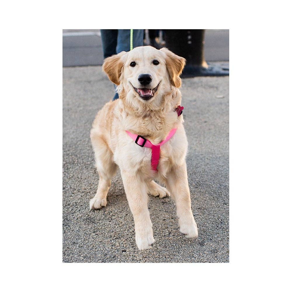 The Dogist - Wholesale Everyday Greeting Card - Nala The Golden Greeting Card