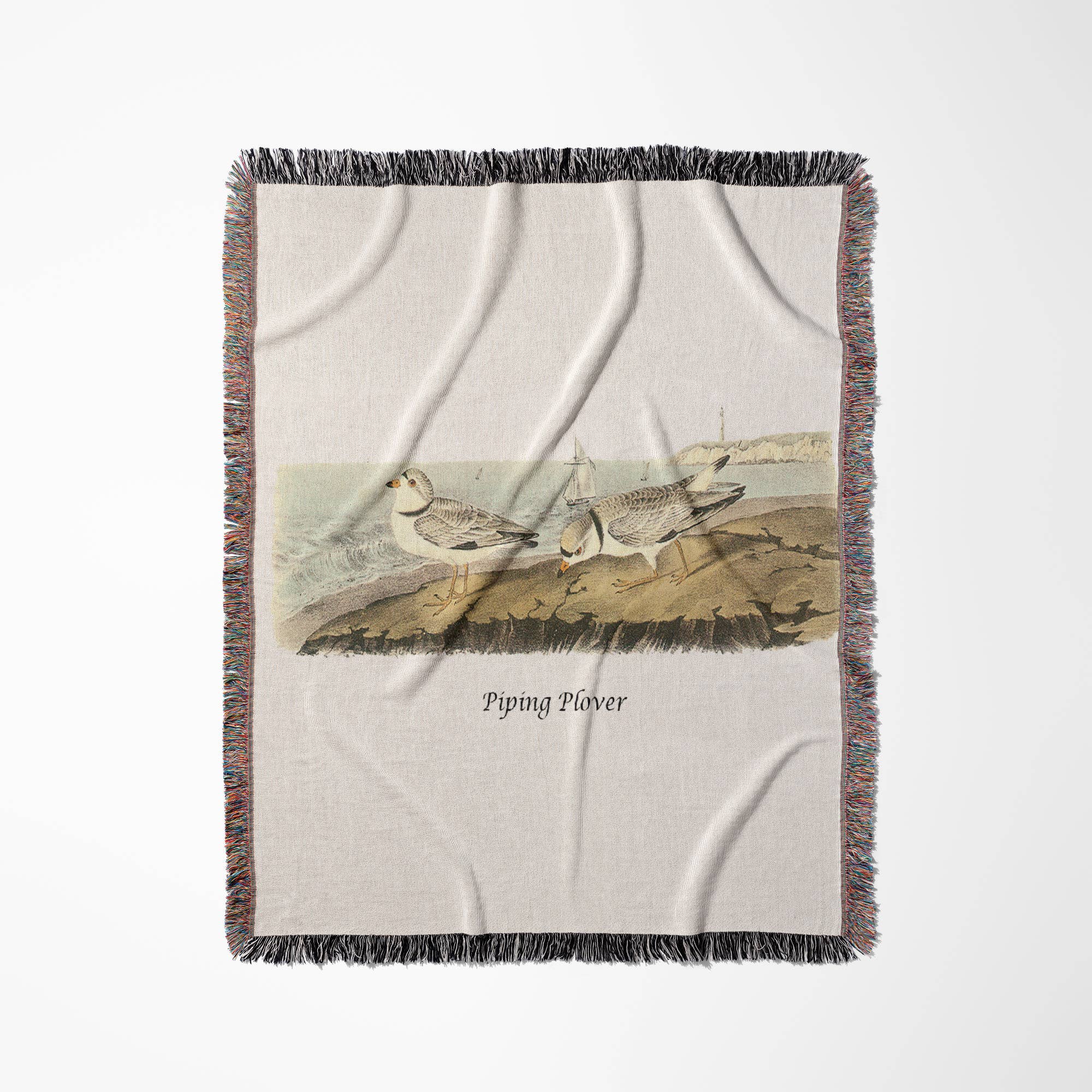 3dRose - Wholesale Throw Blanket - 3dRose, Piping Plover by John James Audubon, Blanket0