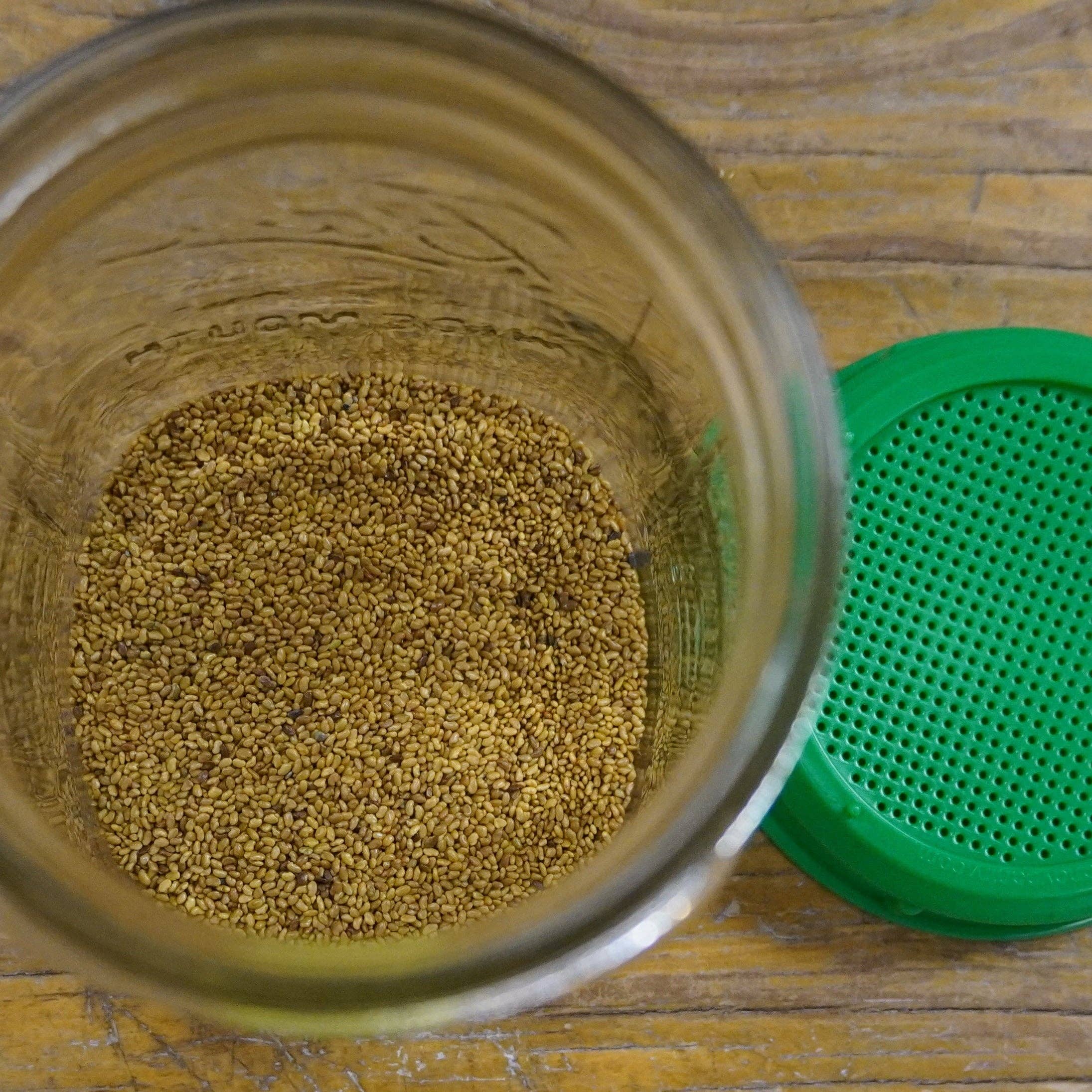 Sow True Seed - Wholesale Plant Seeds - Sprouting Seed - Alfalfa, ORGANIC2