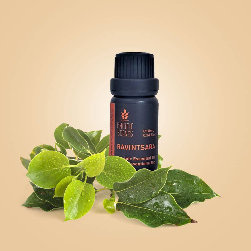 PACIFIC SCENTS - Wholesale Essential oil - Ravintsara essential oil 10ml