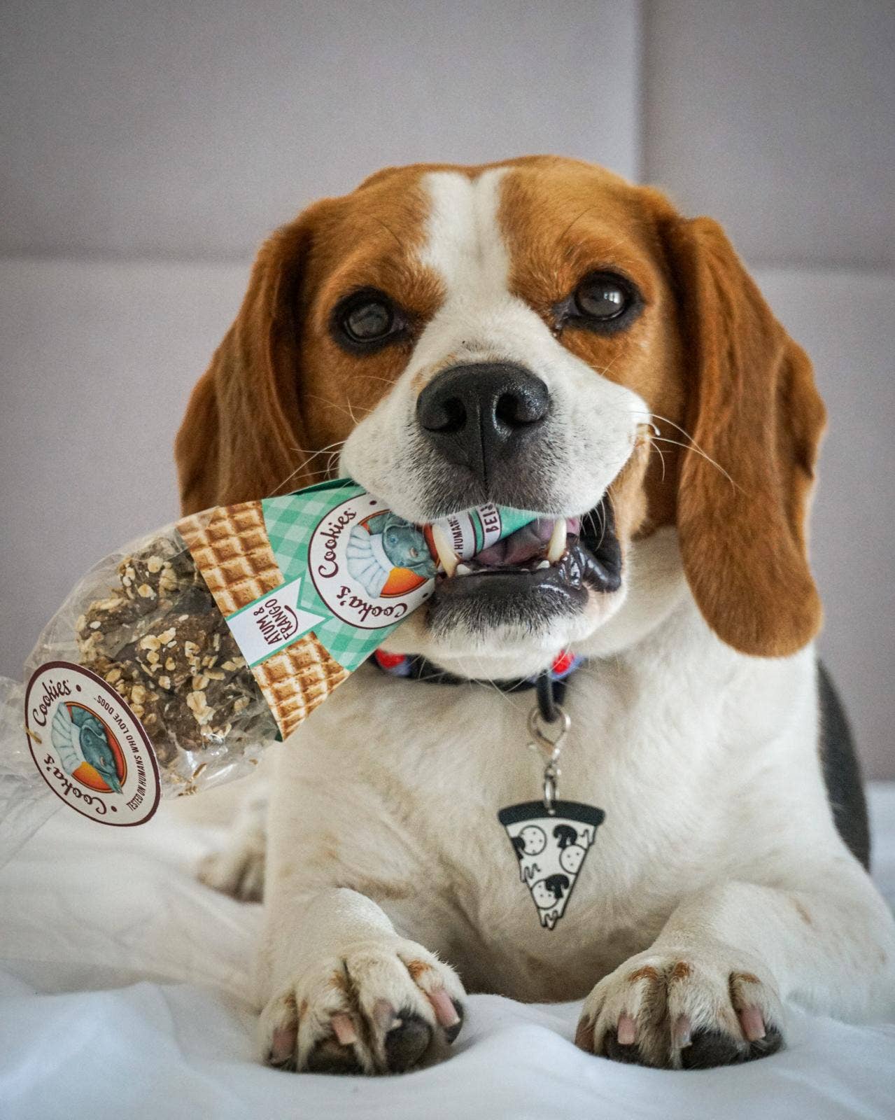 Cooka's Cookies - Wholesale Pet Treats - Dog - Beijinhos - Crunchy and Natural Chicken and Tuna Dog Treats2