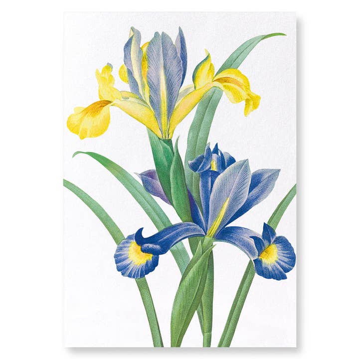 IRIS ESPAGNOL : Impression artistique pour la vente par Ezen Trade