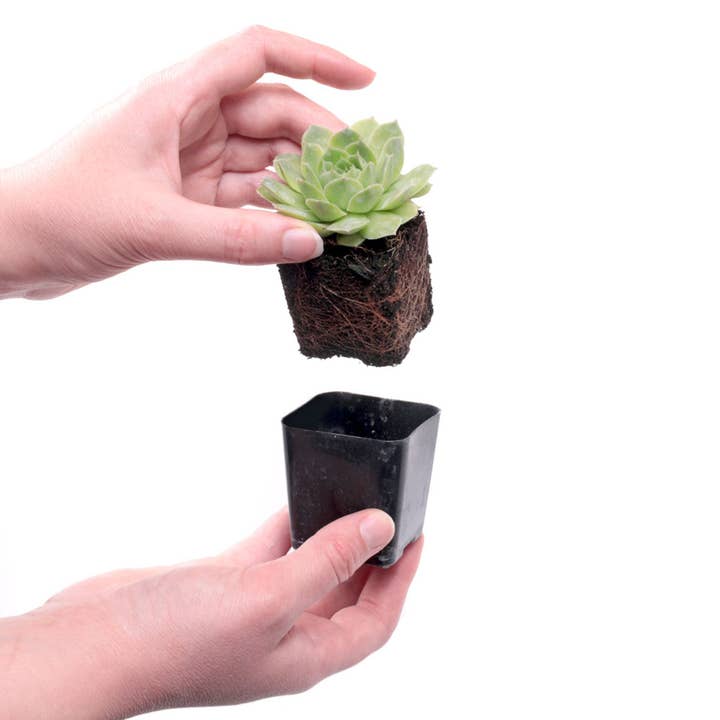 Mountain Crest Gardens - Wholesale Succulent - Sempervivum 12-Pack (12 Varieties, 2" Pots)